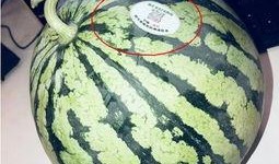 东海网红吃瓜,揭秘娱乐圈幕后风云